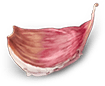 pizza-7.png